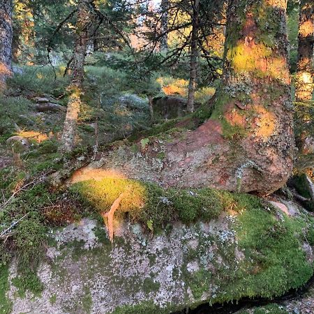 Gite " Oree Des Bois" Vertolaye Exteriör bild