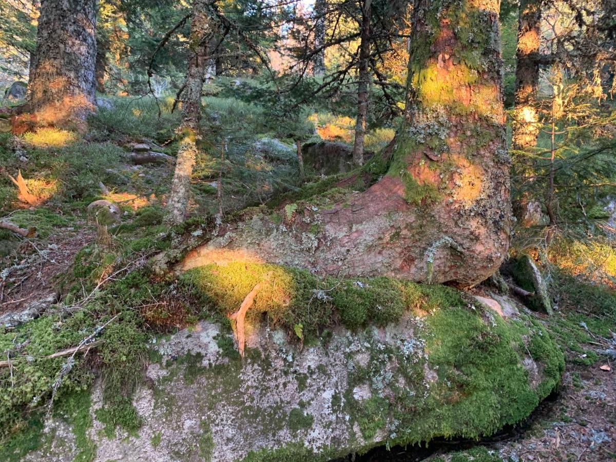 Gite " Oree Des Bois" Vertolaye Exteriör bild