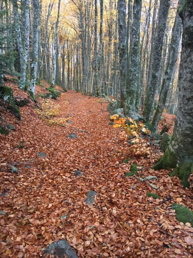 Gite " Oree Des Bois" Vertolaye Exteriör bild