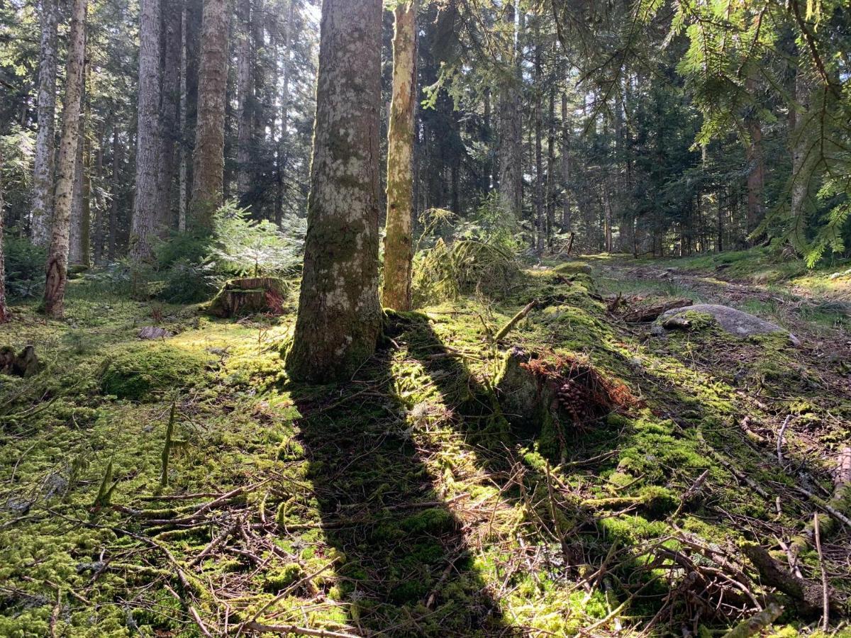 Gite " Oree Des Bois" Vertolaye Exteriör bild